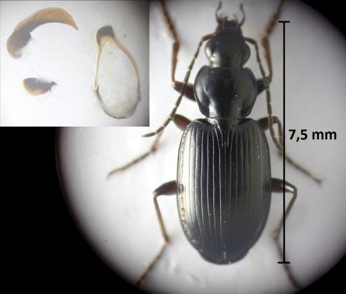 Réf. 203 395 : Agonum nigrum